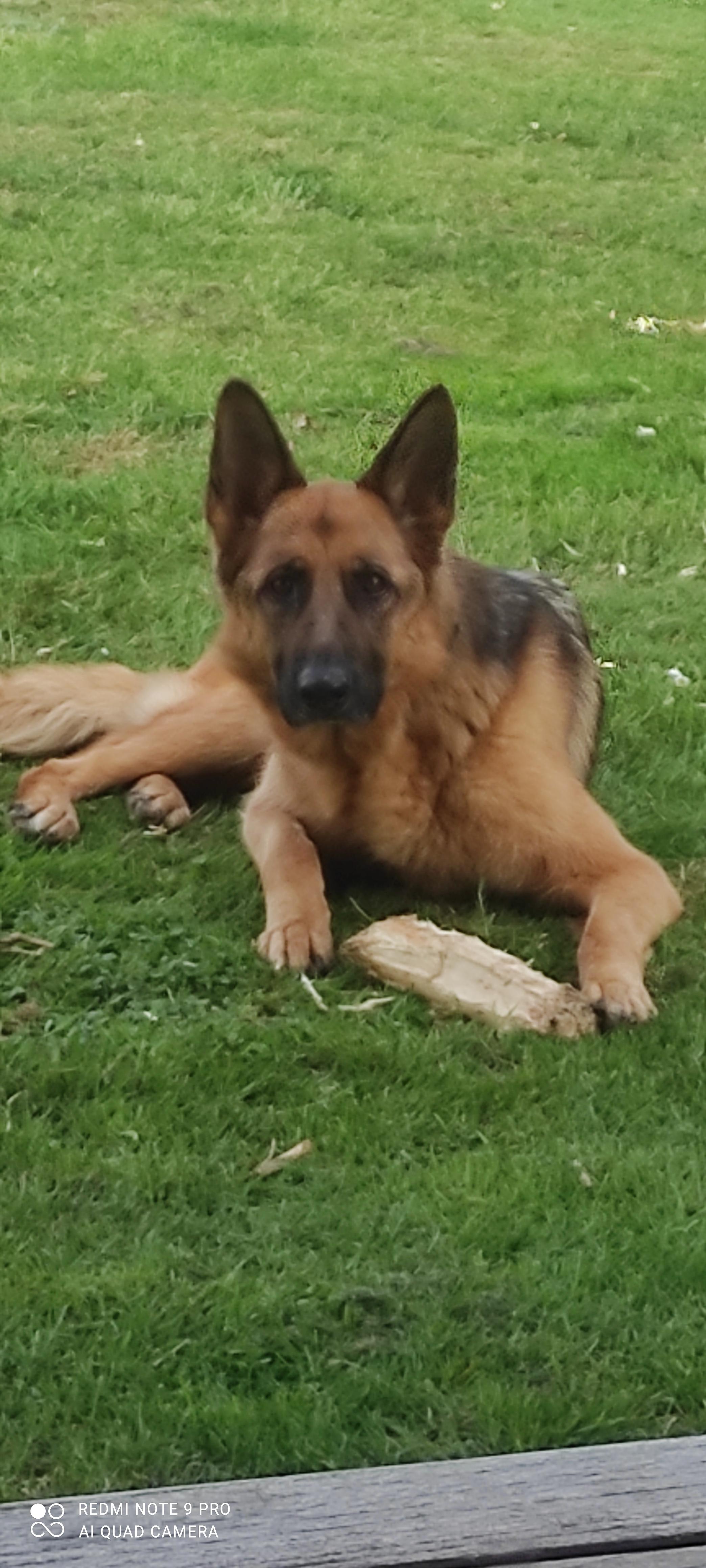 Service chien 01 entre particuliers
