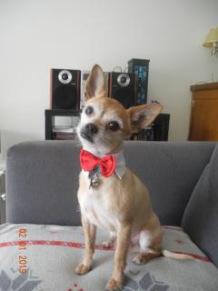 Service : garde animaux Service : garde animaux