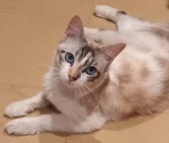 Demander ce catsitter