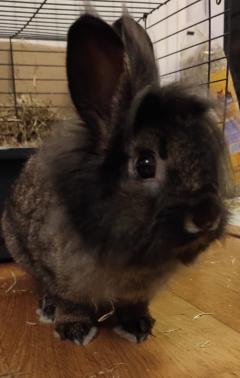 Service : garde lapin Service : garde lapin