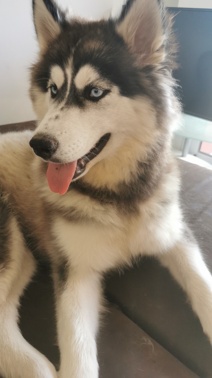 Service garde animaux 85 entre particuliers