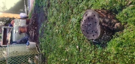 Location : rogneuse de souche Location : rogneuse de souche