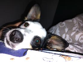 Demander ce petsitter