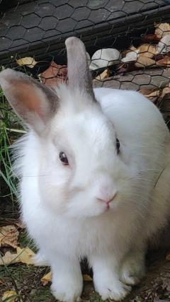 Service : garde lapin Service : garde lapin