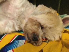 Service : chien Service : chien