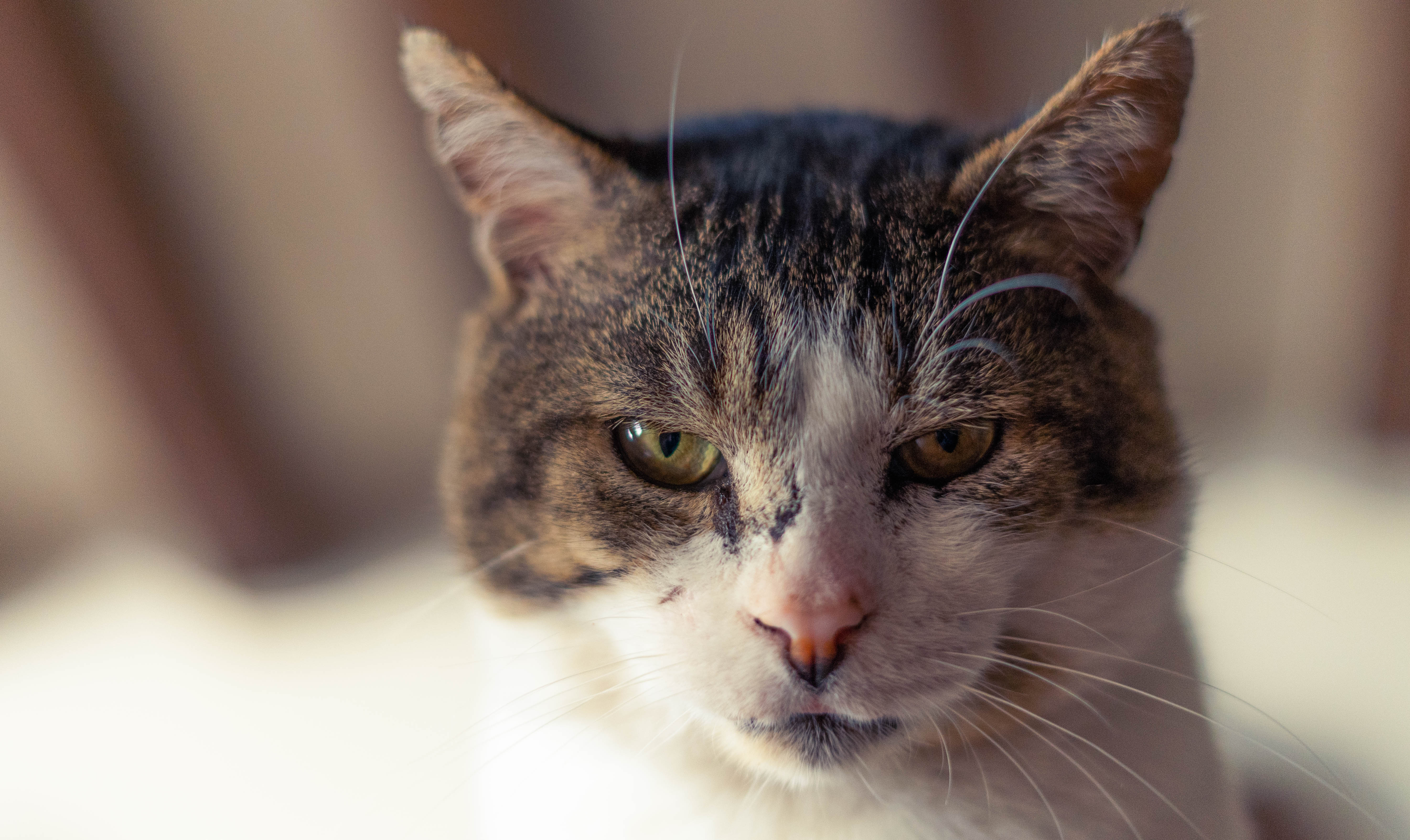 Service photographie 77 entre particuliers