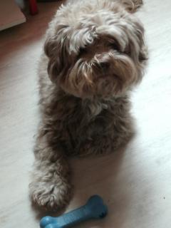 Location : cage transport animaux Location : cage transport animaux