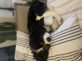 Service : promeneur chien Service : promeneur chien