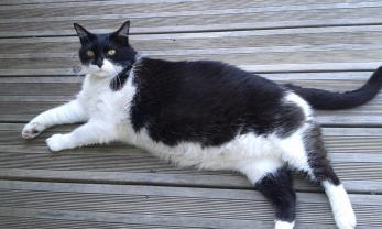 Service : chat Service : chat