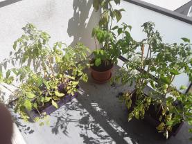 Louer mon jardin