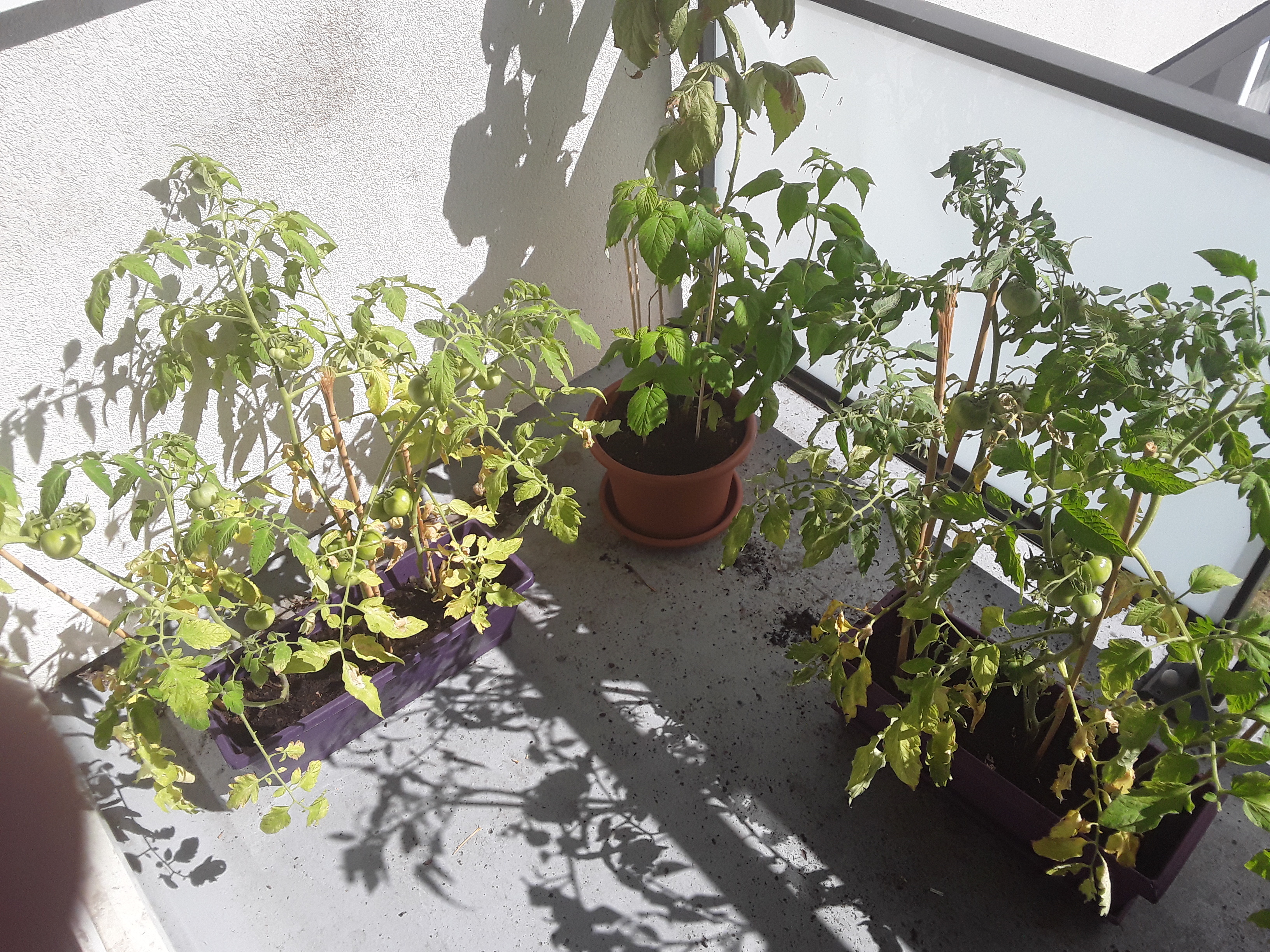 Location jardin potager 91 entre particuliers
