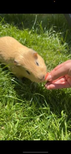 Service : rongeur Service : rongeur