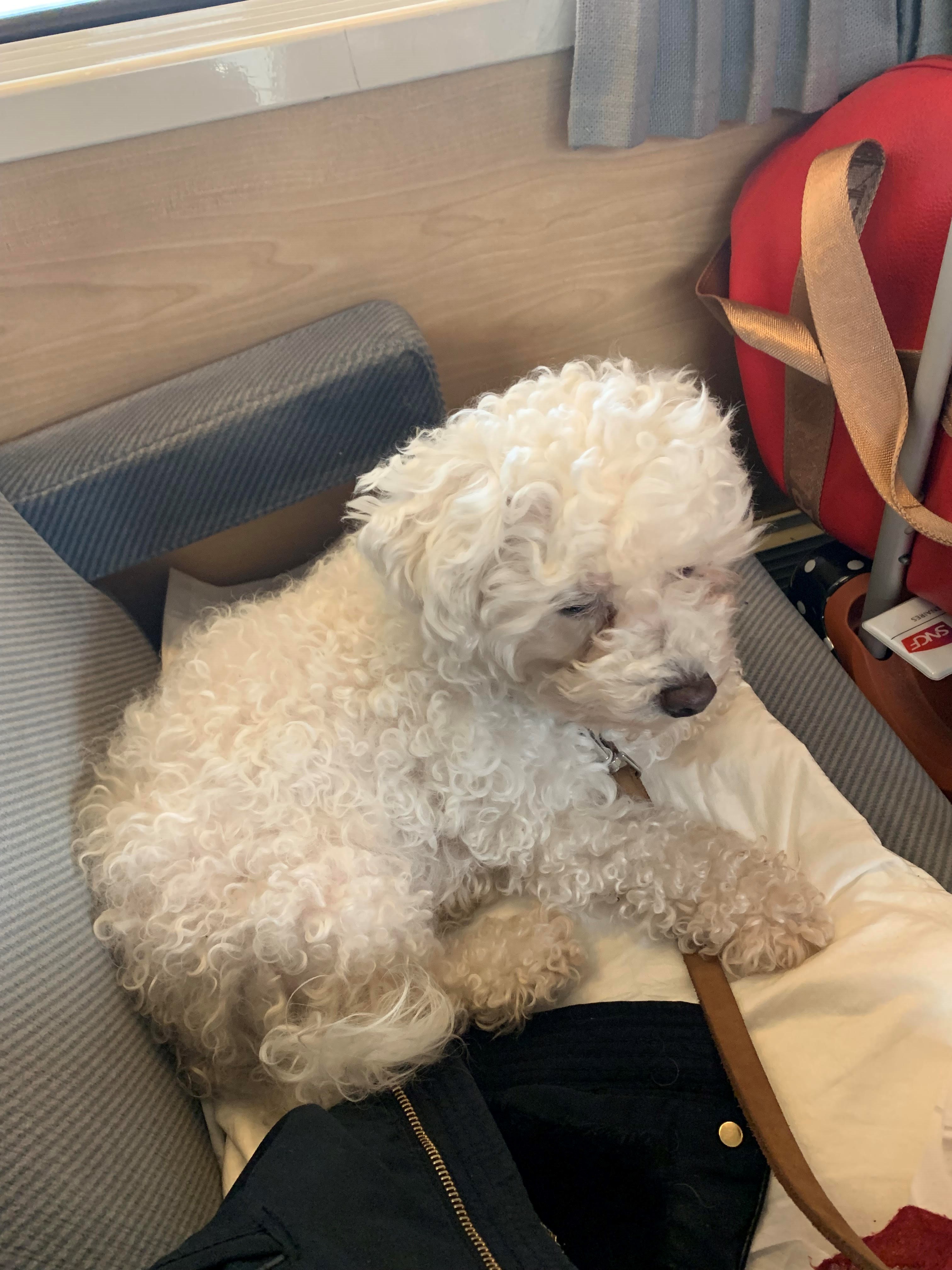 Service chien 18 entre particuliers