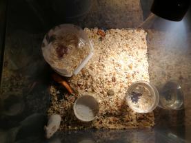 Service : rongeur Service : rongeur