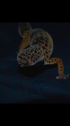 Service : reptile Service : reptile