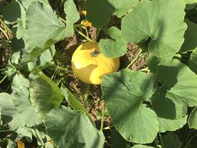 Service : jardinage Service : jardinage