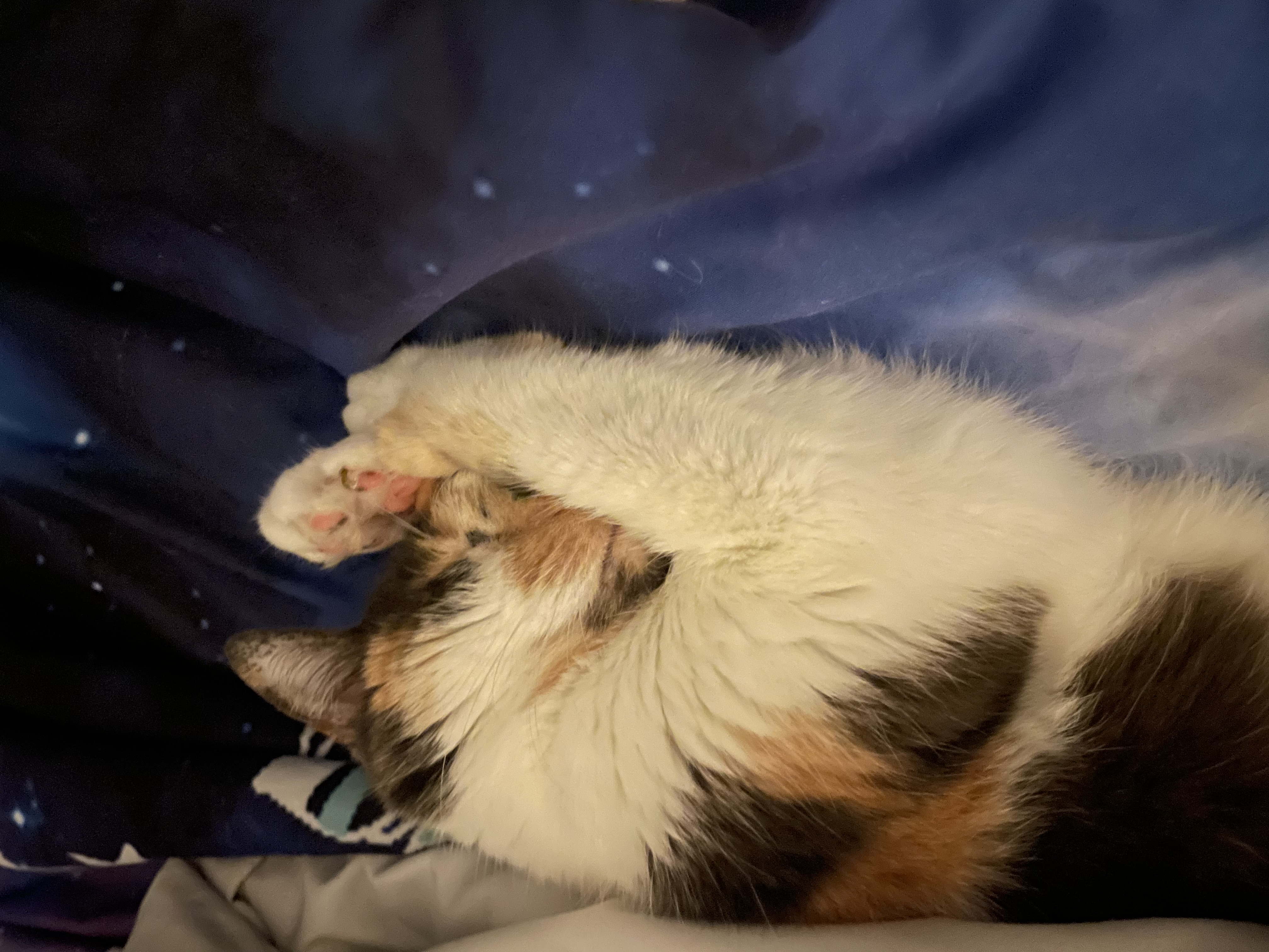 Service garde animaux 29 entre particuliers