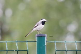 Service : photographie Service : photographie