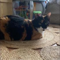 Service : gardiennage Service : gardiennage