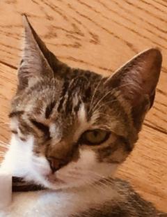 Demander ce catsitter
