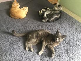 Service : garde animaux Service : garde animaux