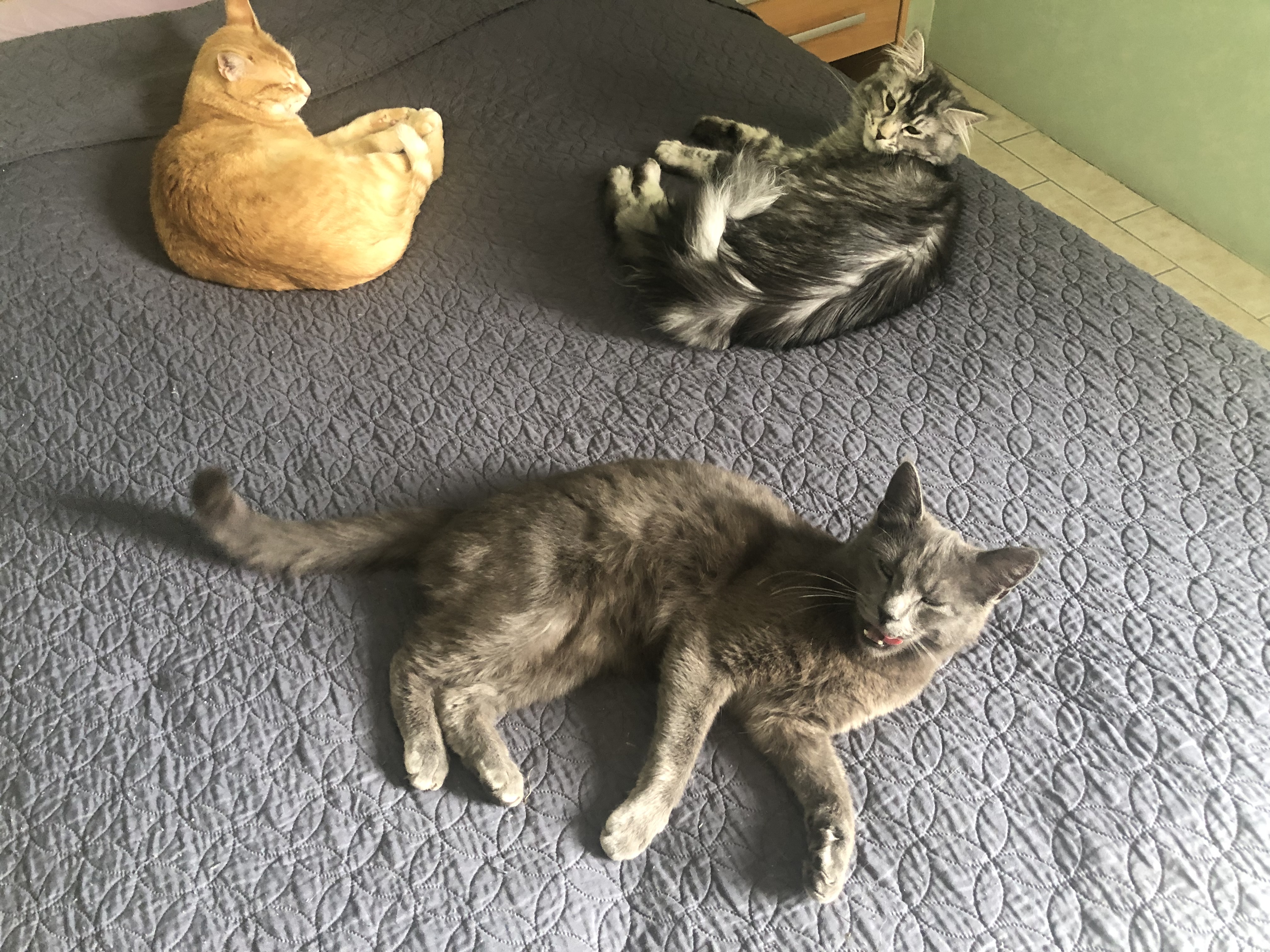 Service garde animaux 70 entre particuliers