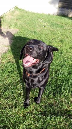 Service : garde animaux Service : garde animaux