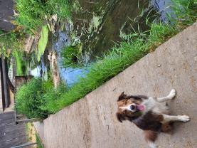 Demander un promeneur