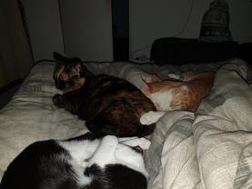 Demander ce catsitter