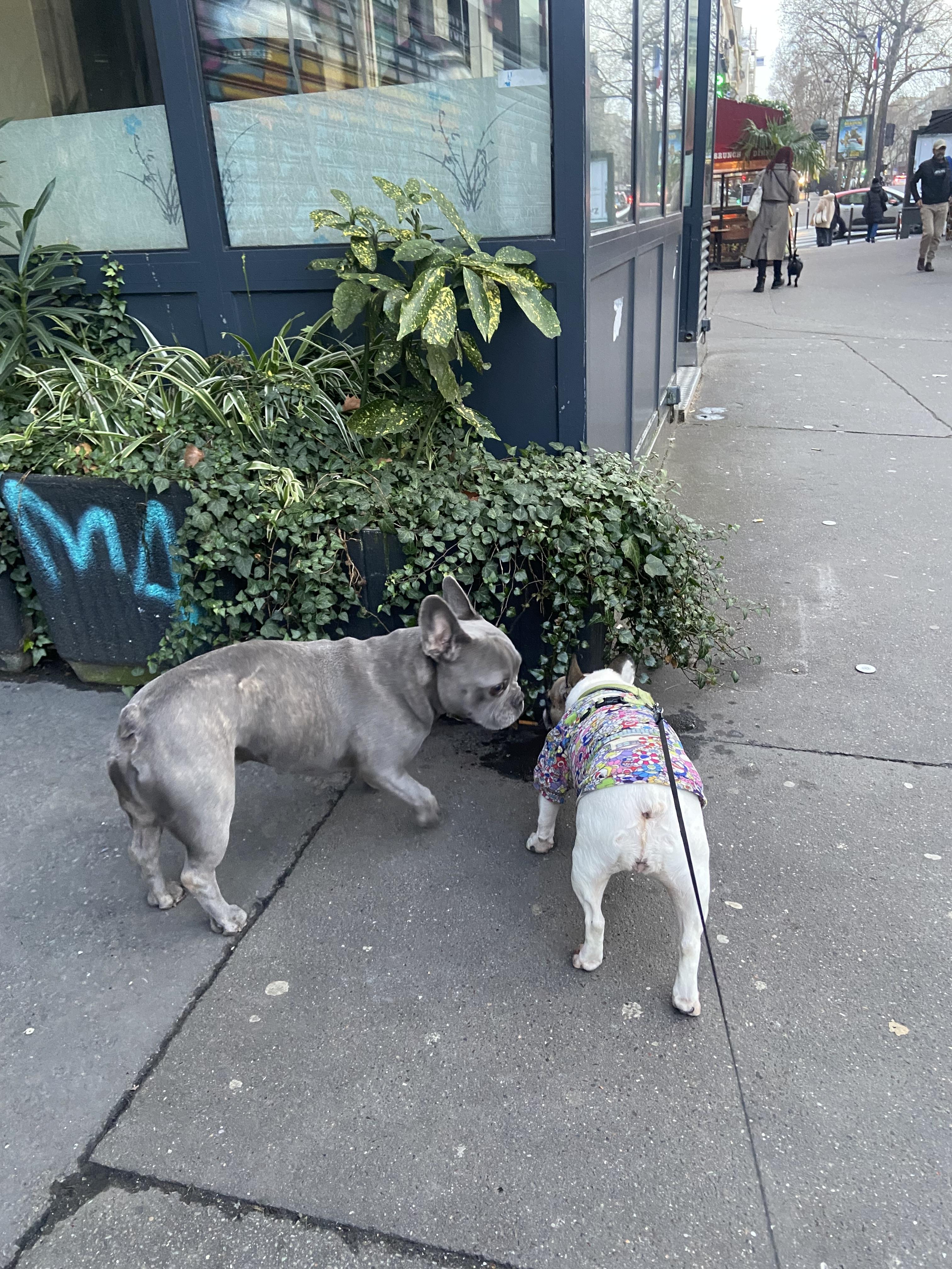 Service promeneur chien 75 entre particuliers