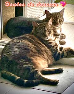 Service : chat Service : chat