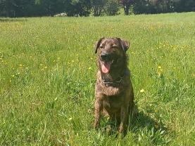 Demander ce petsitter