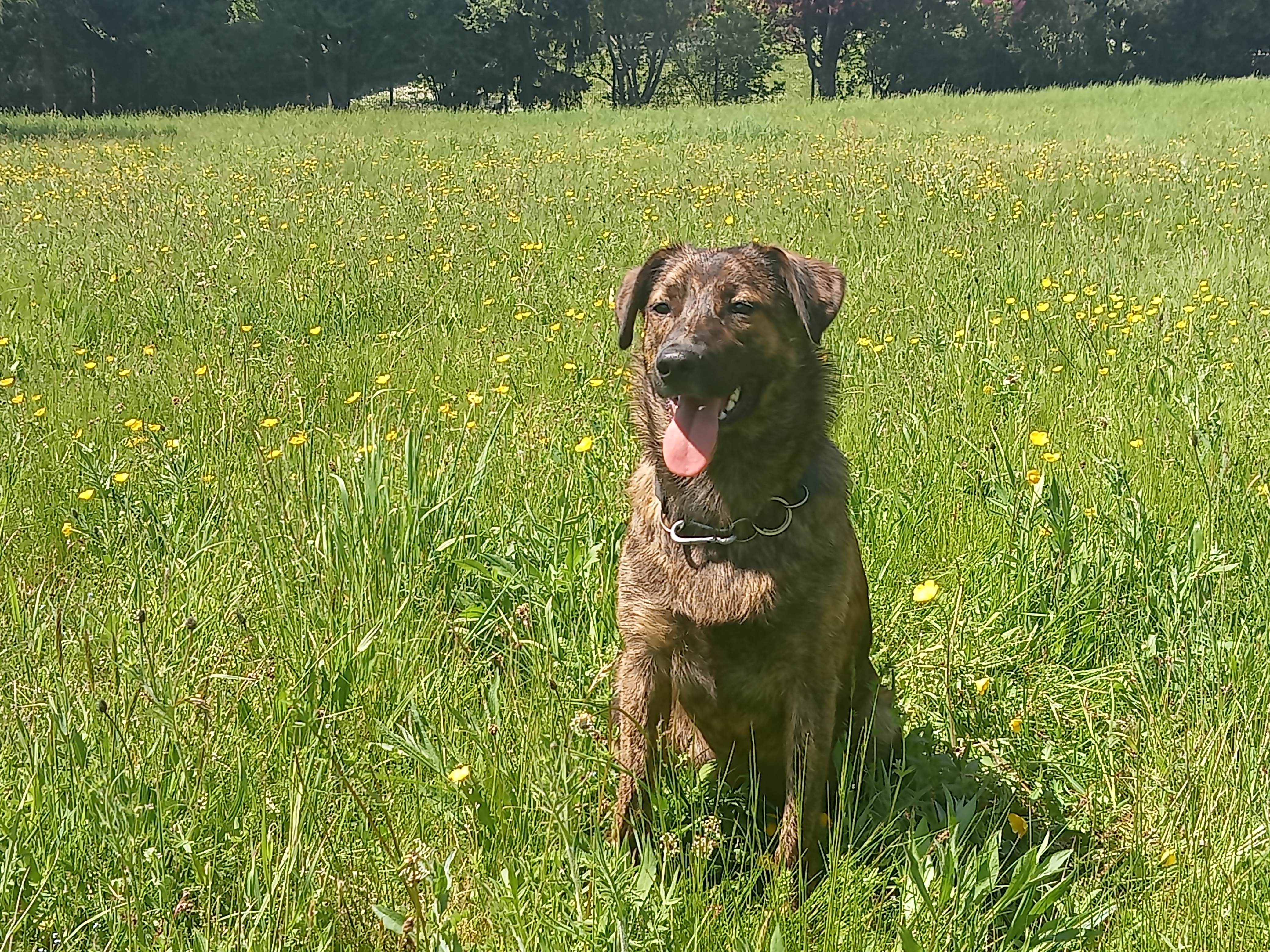 Service chien 04 entre particuliers