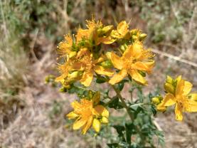 Service : arrosage Service : arrosage