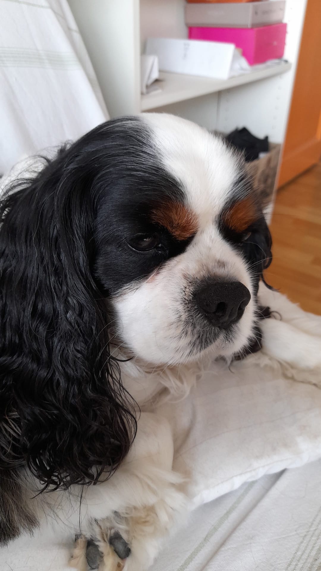 Service chien 47 entre particuliers