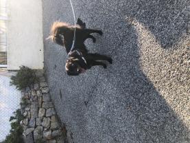 Demander un promeneur