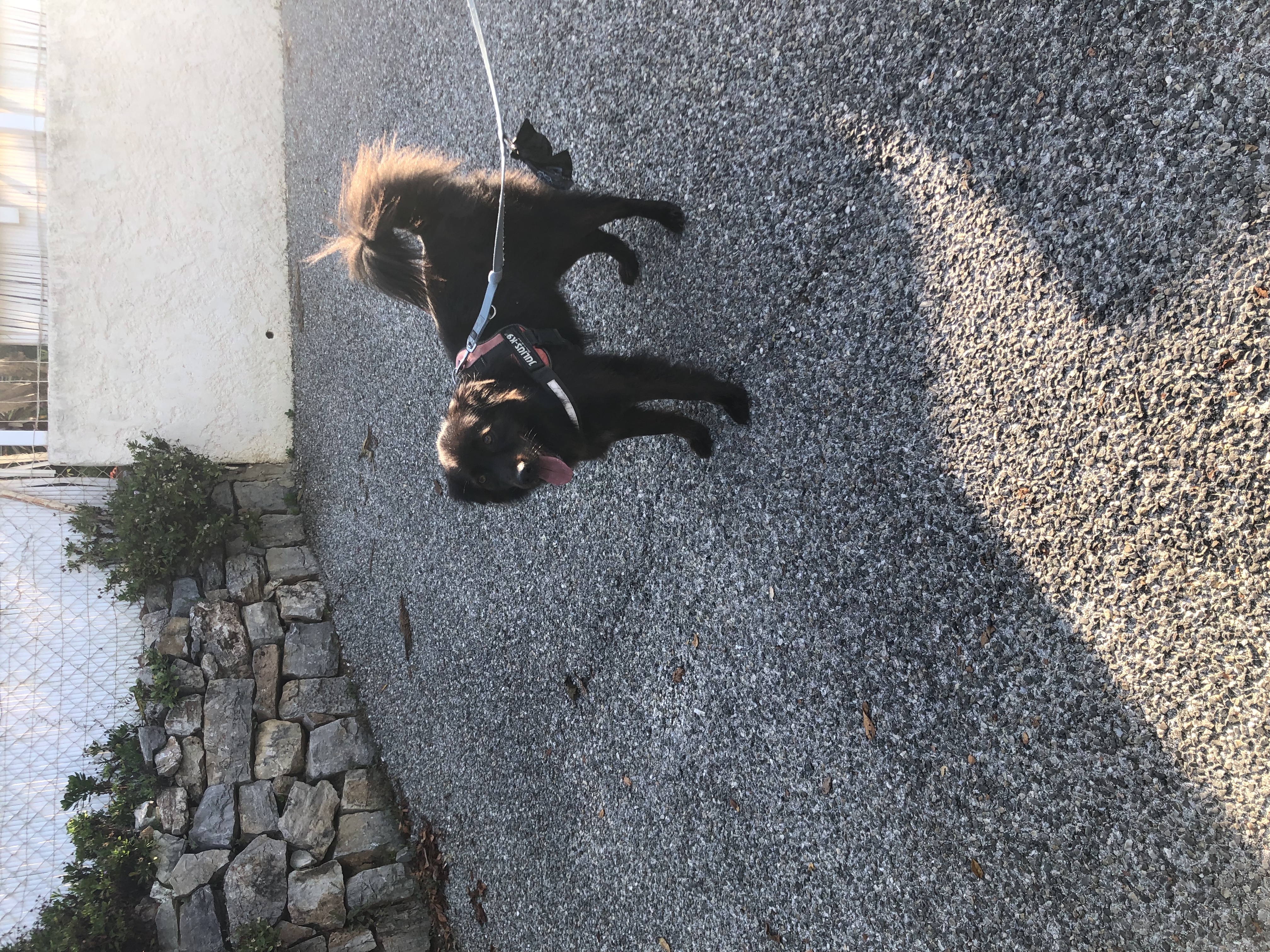 Service promeneur chien 83 entre particuliers