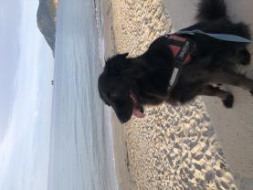 Demander ce petsitter