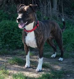 Service : chien Service : chien