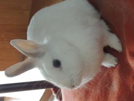 Service : garde lapin Service : garde lapin