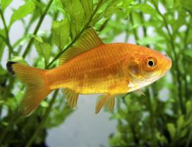 Service : garde animaux Service : garde animaux