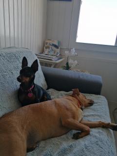 Demander ce petsitter