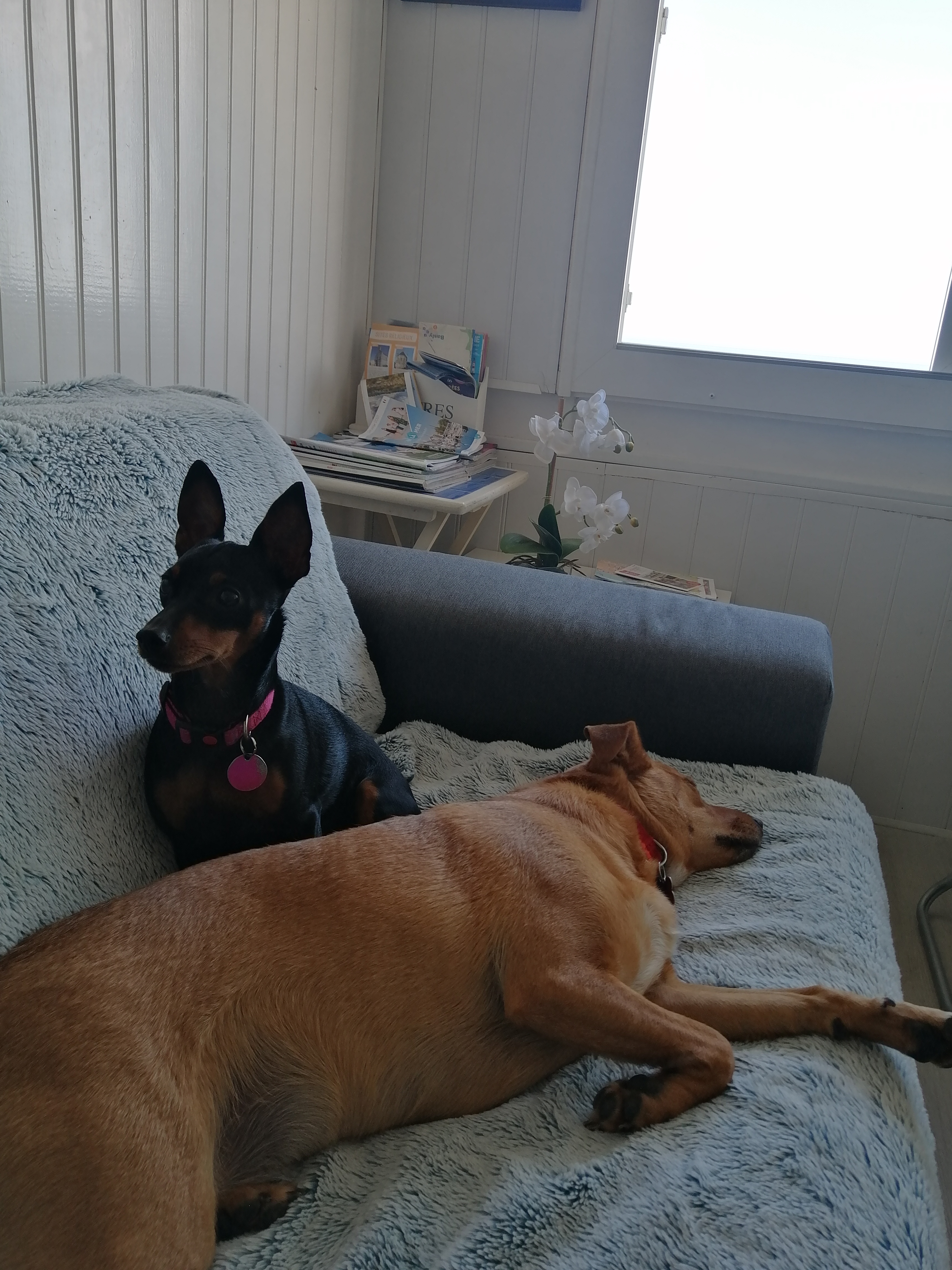 Service chien 77 entre particuliers