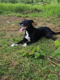 Service : chien Service : chien