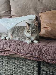 Service : chat Service : chat