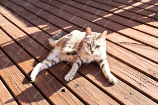 Demander ce catsitter