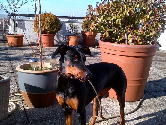 Service chien 75 entre particuliers