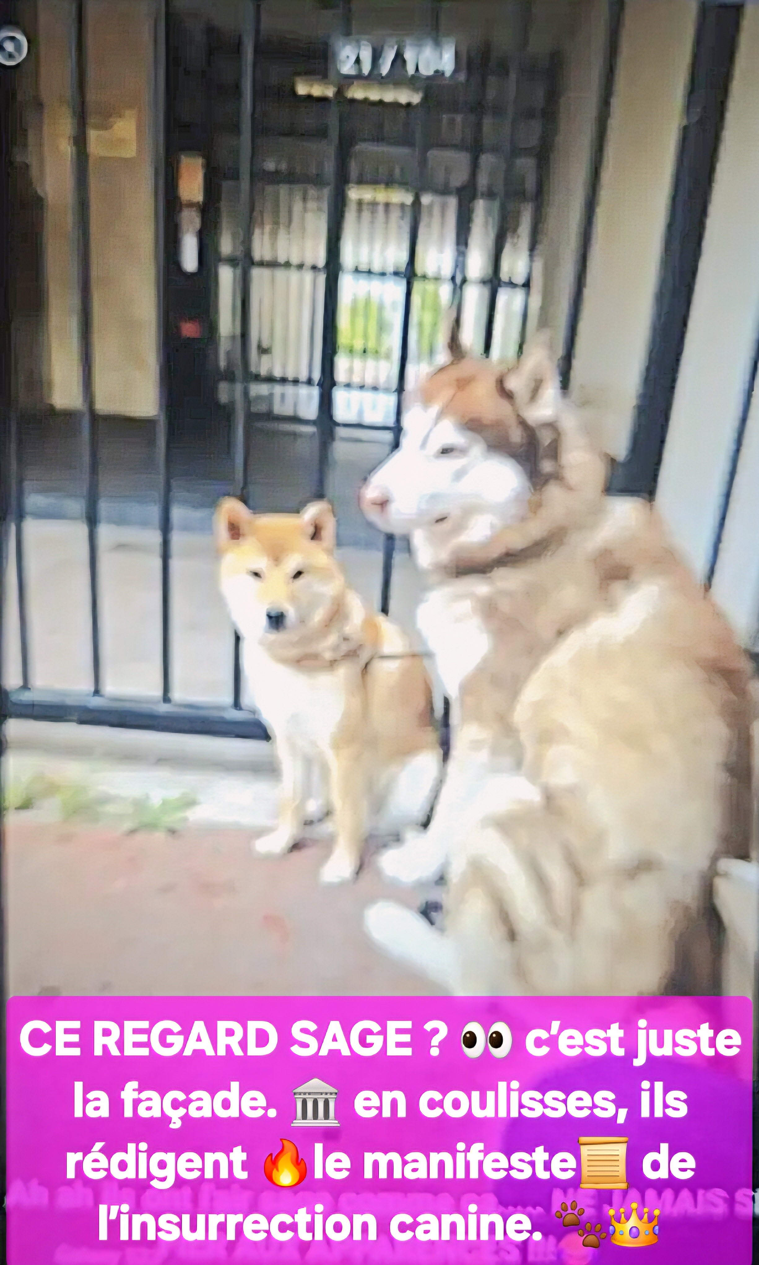 Service Chien between individuals (75)