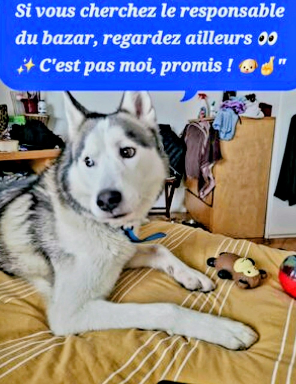 Service Chien between individuals (75)