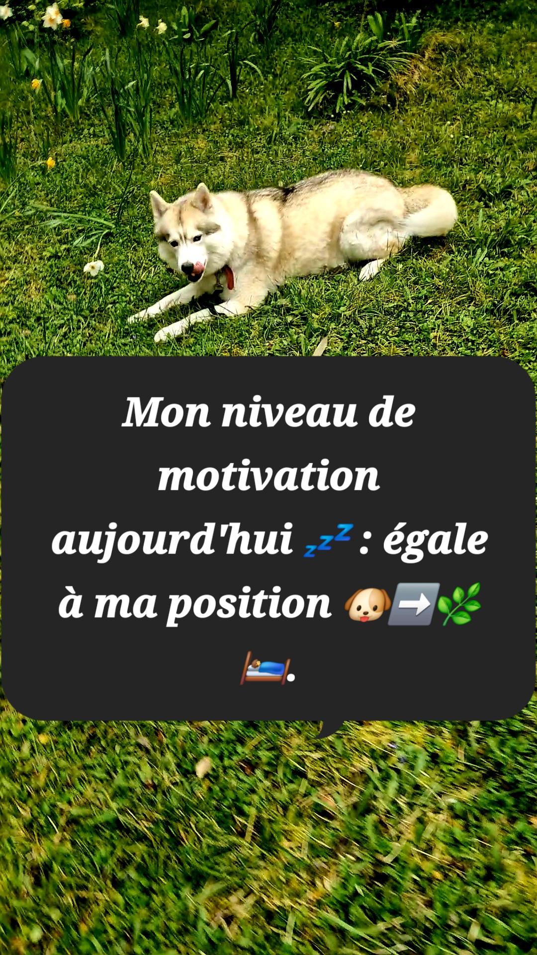 Service Chien between individuals (75)